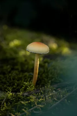 Paddenstoel in lichtstraal, de foto