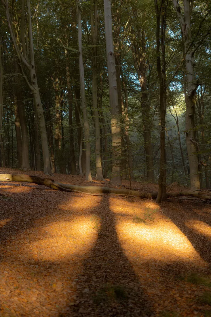 Hoge, slanke beukenstammen in het Boelarebos, met een gevallen stam over de bladerrijke bosbodem en warme zonnevlekken die oranje oplichten tussen lange schaduwen.