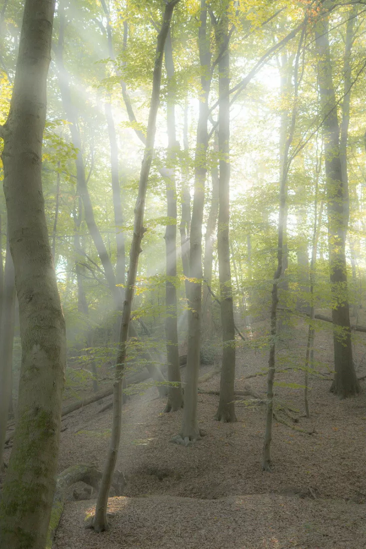 Slanke beukenstammen in een heuvelachtig bos, met zonnestralen die door de mist en het groene bladerdak vallen en een bladerrijke bosbodem eronder.