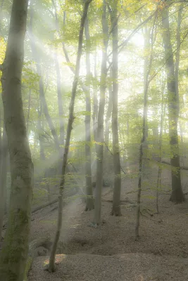 Stralend bos, de foto