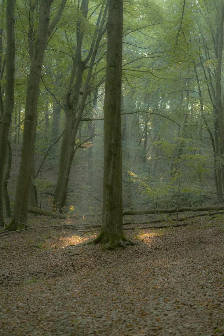 Hoge beukenstammen met mos aan de voet staan in een mistig bos, met zonnestralen tussen het groene bladerdak en lichtvlekken op de bruine bladeren van de bosbodem.