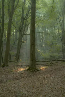 Boom omringd door lichtstralen, de foto