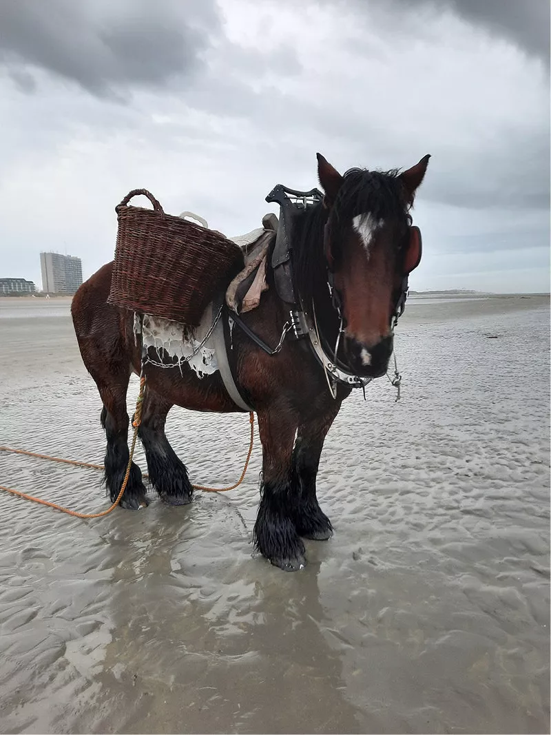 Bruin trekpaard met rieten mand en tuig op het natte strand onder een grijze lucht