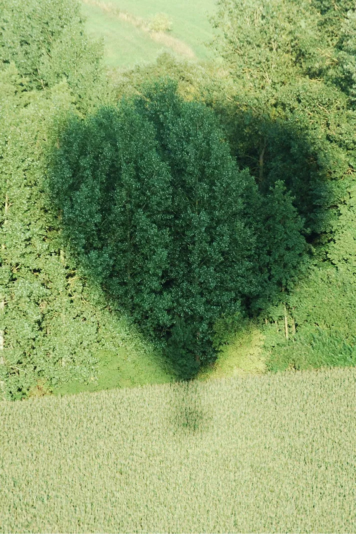 Schaduw van een luchtballon op groene bomen en een veld, van bovenaf gezien