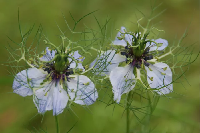 Twee lichtblauwe bloemen van juffertje-in-het-groen met fijne draadvormige blaadjes