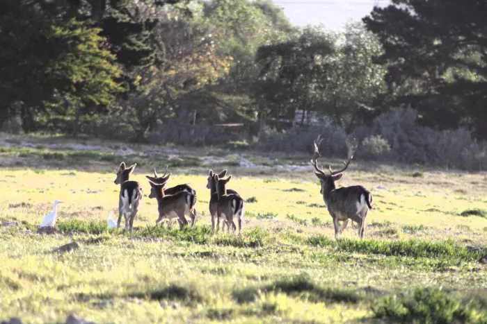 Groep damherten met een hert met schoepvormig gewei loopt van de kijker weg over een grasveld, met twee witte reigers links.