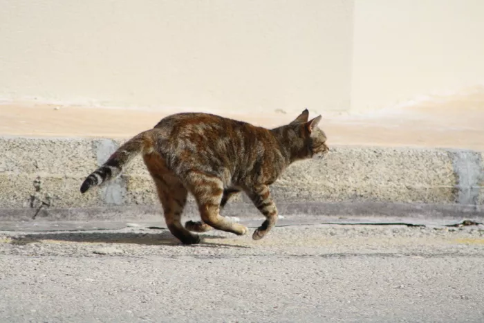 Cyperse kat in volle ren langs een stenen stoeprand, met de poten van de grond en de staart gestrekt.