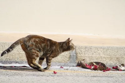 Haastige Poezen in Valletta, de foto