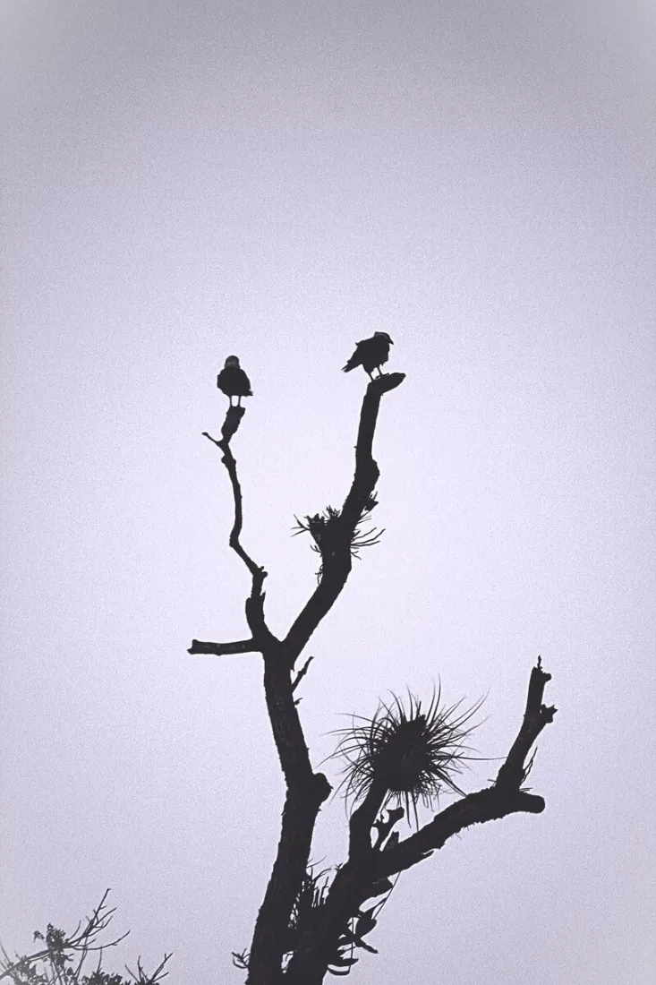Twee gieren als silhouet op kale takken van een boom met bromelia's tegen een bleke, lila lucht.