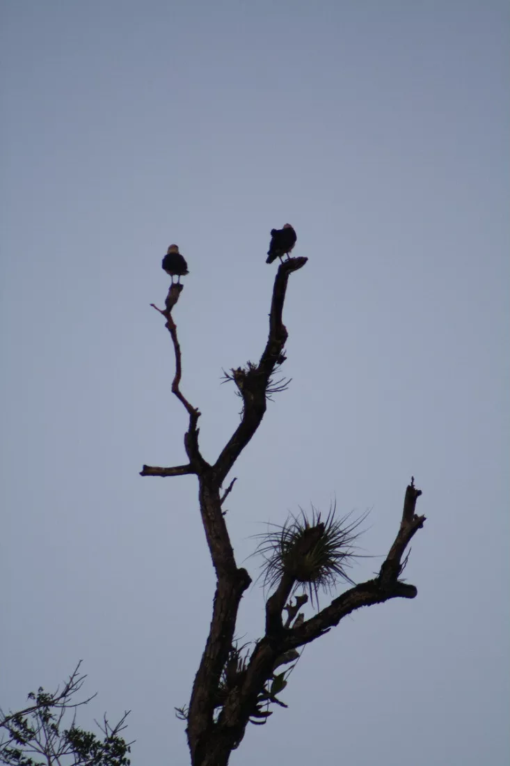 Twee roofvogels als silhouet op de toppen van een kale boom met luchtplanten tegen een blauwgrijze lucht.