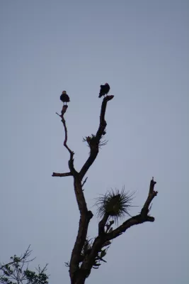 Twee Wachters op Dode Takken, de foto