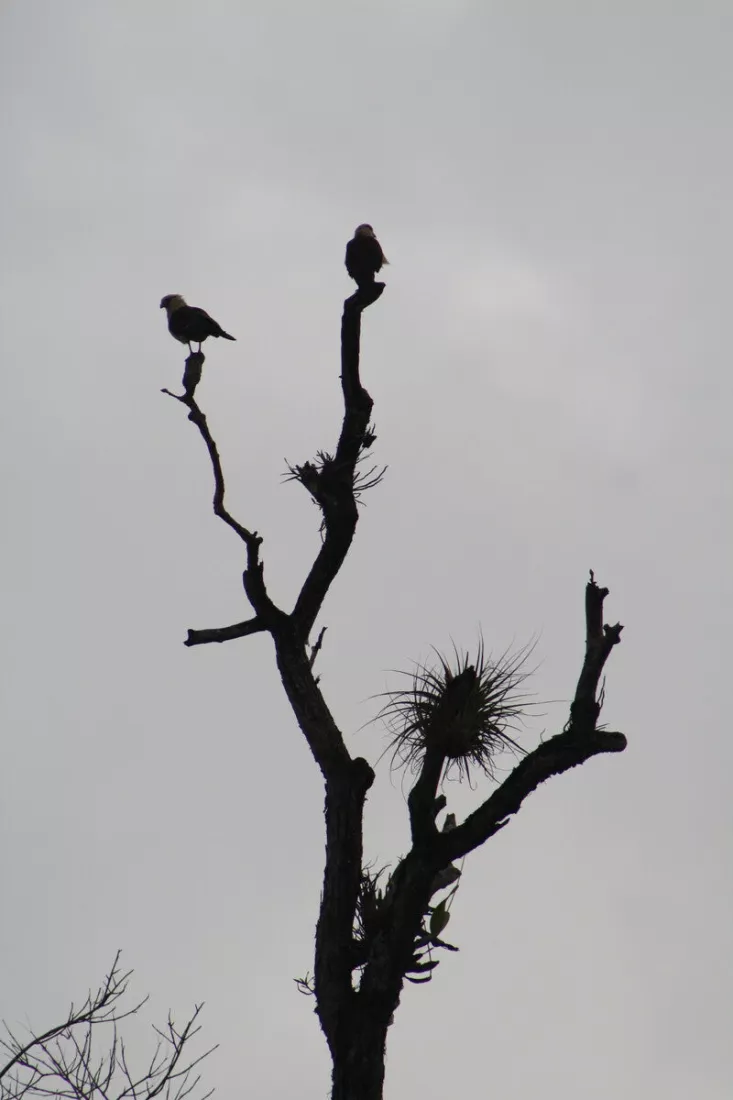 Silhouet van twee vogels op de toppen van een kale boom met luchtplanten tegen een grijze lucht.