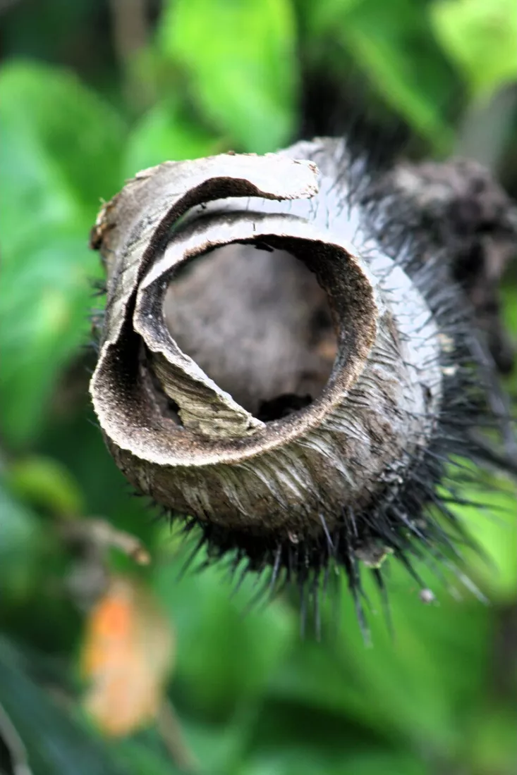 Close-up van een opgerolde, verdroogde bladschede met zwarte stekelharen, scherp voor een zacht onscherpe groene achtergrond.