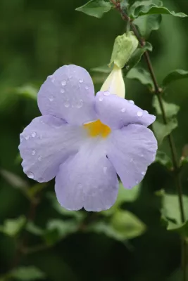 Druppels op Lila Bloem, de foto