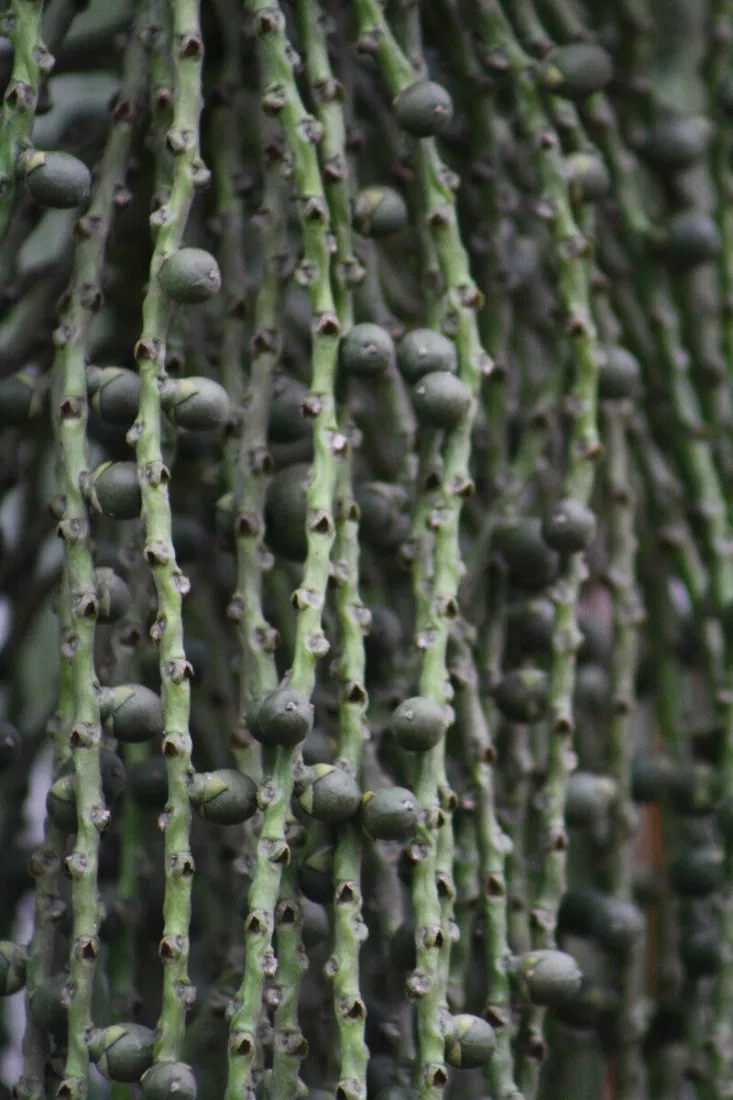 Dunne groene steeltjes met donkergroene bolle besjes hangen verticaal naast elkaar, close-up met onscherpe achtergrond.