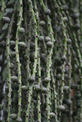 Groene Besjes aan Dunne Stelen, de foto