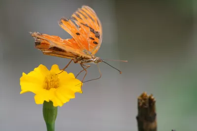 Oranje Vlinder op Goudsbloem, de foto