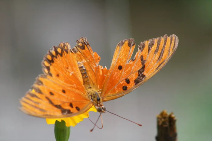 Oranje vlinder met gescheurde vleugels op een gele bloem, tegen een zacht onscherpe grijze achtergrond.