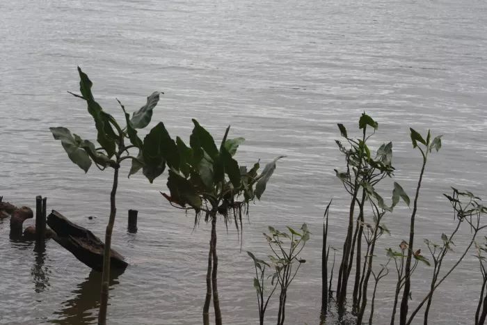Planten met brede bladeren steken uit rimpelend water, naast een verweerde boomstam en houten paaltjes.