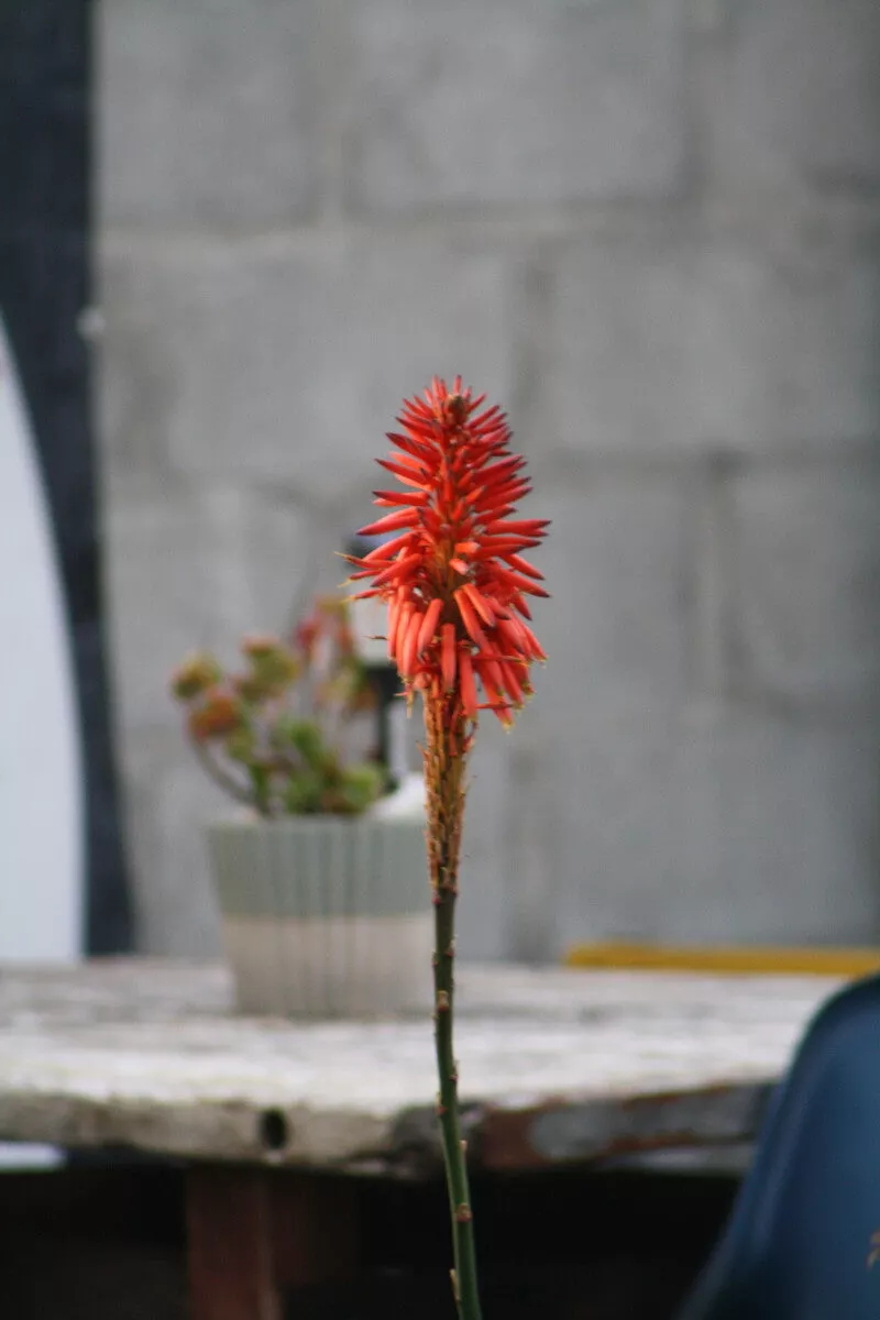 Rode bloemaar van een aloë op een lange steel, voor een onscherpe betonmuur, een plantenpot en een houten tafel.
