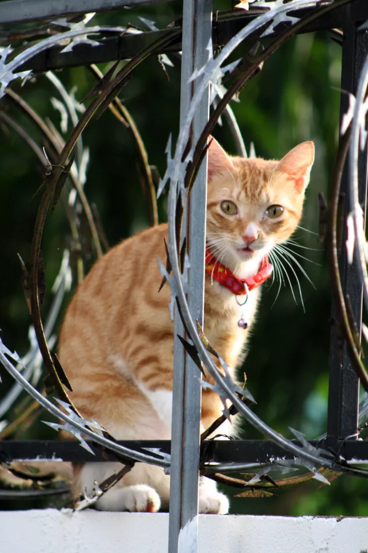 Oranje getabbyde kat met rood halsbandje kijkt tussen metalen spijlen en rollen prikkeldraad door naar de kijker.