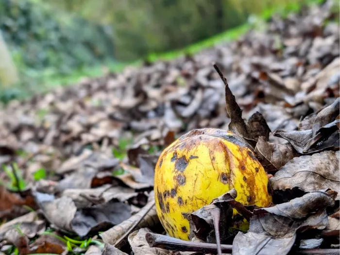 Gele appel met bruine vlekken tussen dorre herfstbladeren op de grond