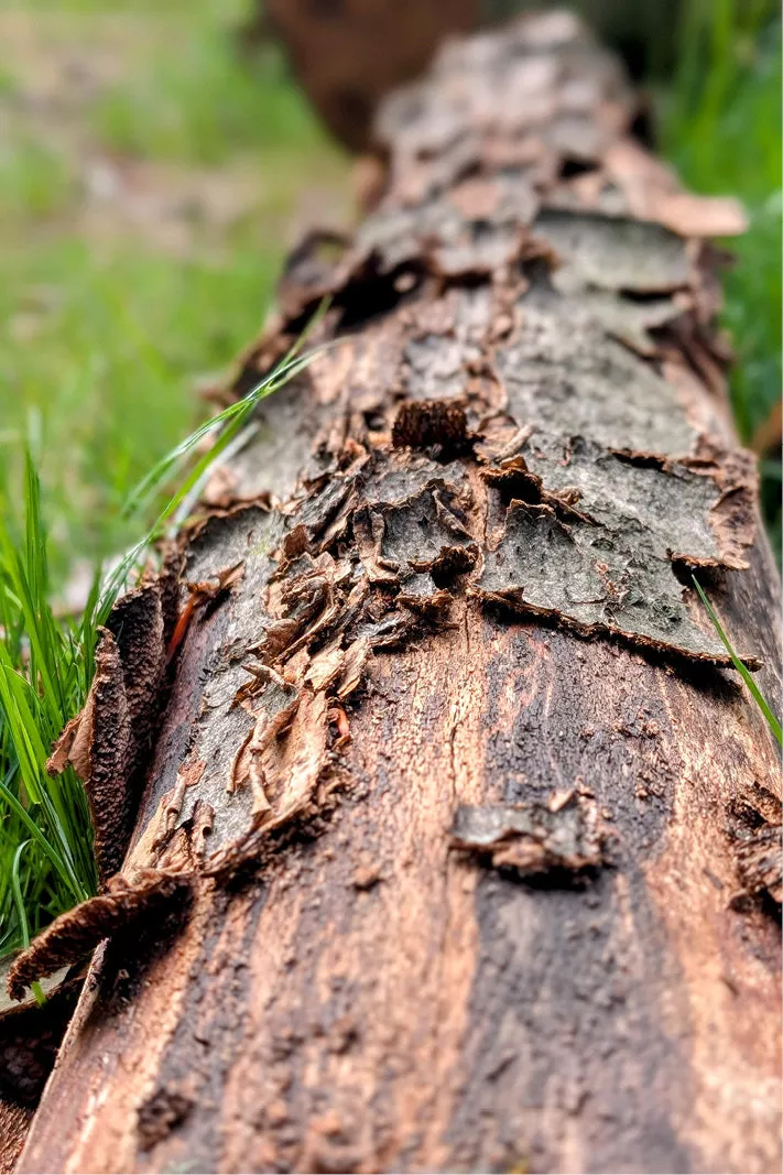 Close-up van een liggende boomstam met loskomende schorsschilfers in het gras