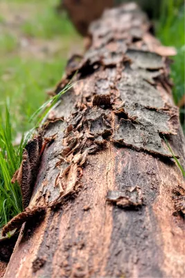 Boomschilfers in close-up, de foto