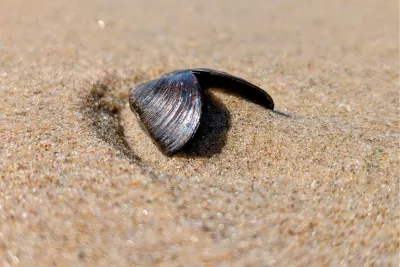 Mosselschelpje op het strand, de foto