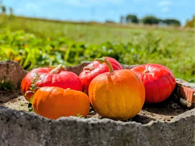Pompoenen in oranje en rood, de foto