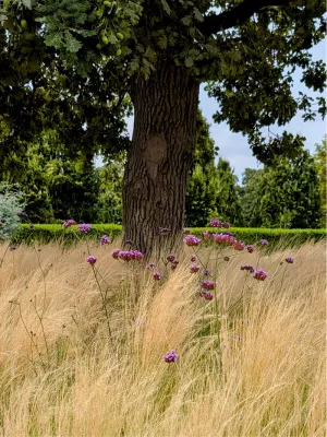 IJzerhard op Schoonselhof, de foto