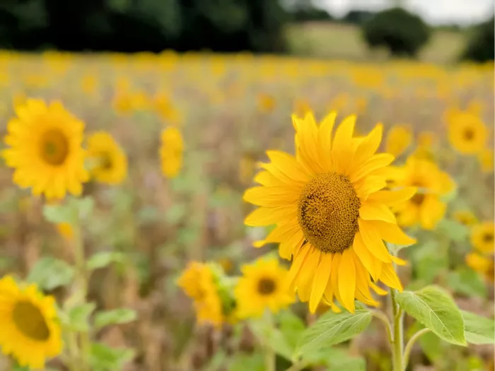 Grote zonnebloem scherp vooraan in een veld vol wazige zonnebloemen