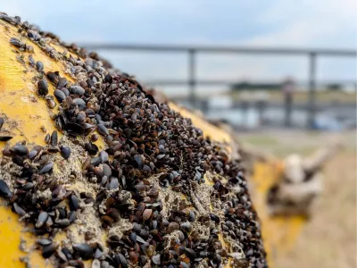 Minimosseltjes op een boei, de foto