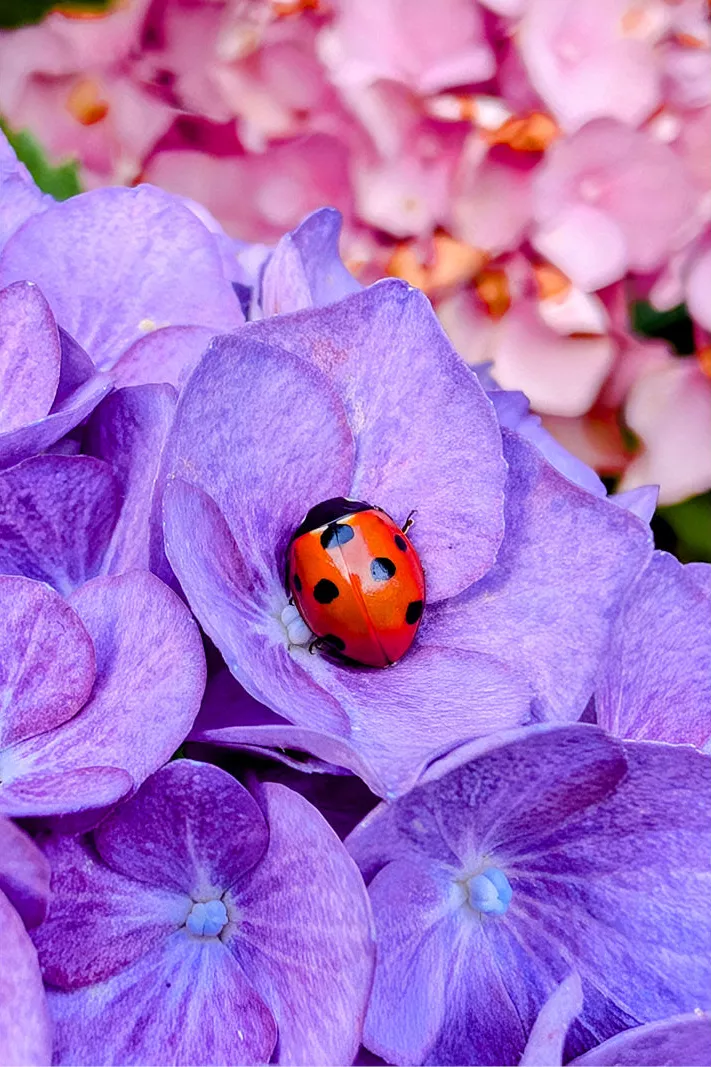 Lieveheersbeestje op paarse hortensiabloemen met roze hortensia's op de achtergrond