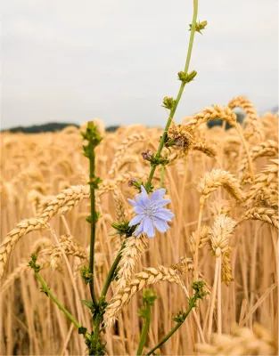 Een vleugje blauw in een veld van goud, de foto