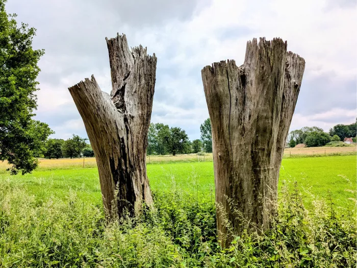 Twee verweerde dode boomstammen aan de rand van een groene weide onder een wolkenlucht