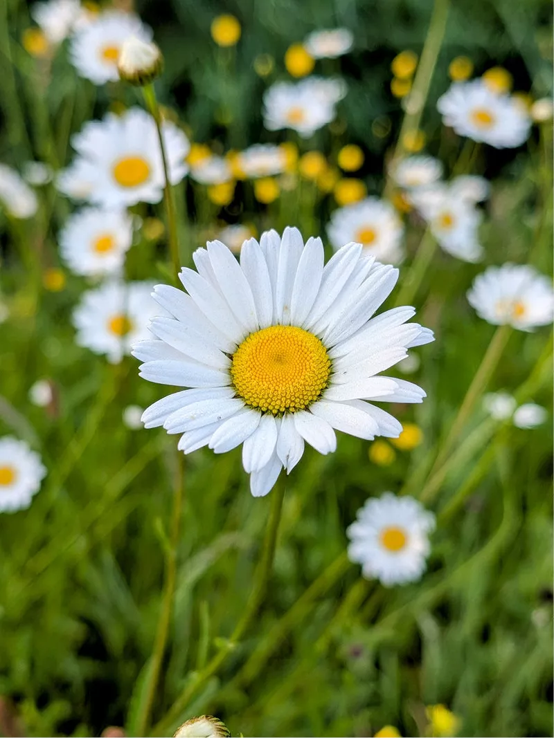 Witte margriet met geel hart scherp vooraan, met andere margrieten wazig in het gras