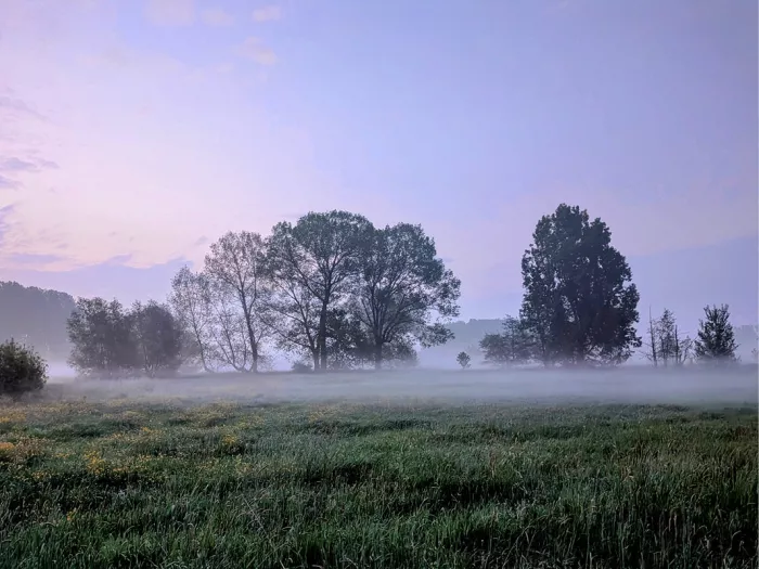Weide met bomen in de mist tijdens het blauwe uur, onder een lila lucht