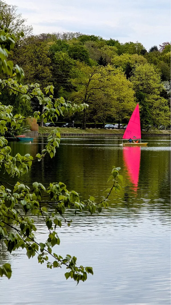 Zeilbootje met felroze zeil op een meer, met een roze reflectie en bomen op de oever