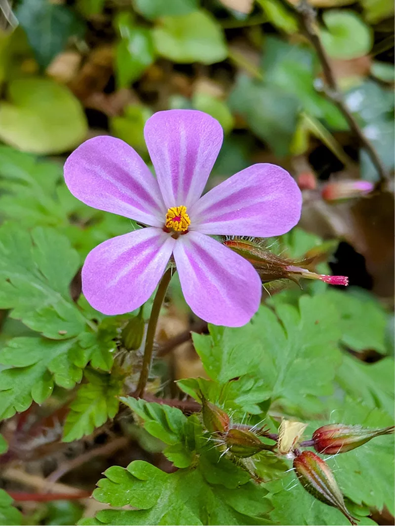 Klein roze bloempje van een wilde geranium tussen groene ingesneden bladeren en knoppen