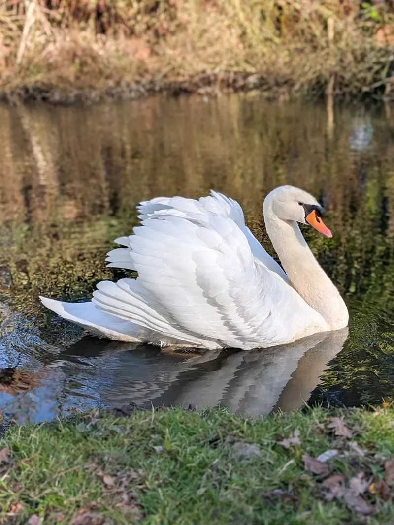 Witte zwaan met opgezette vleugels in een vijver, gespiegeld in het water