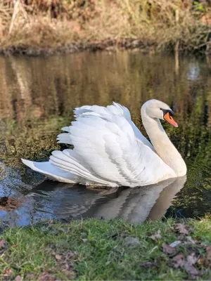 Zwaan op zwier, de foto
