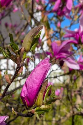 Magnifieke Magnolia, de foto