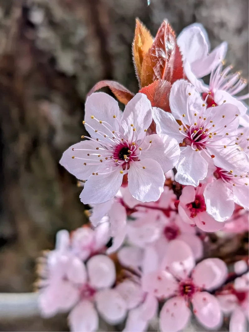 Lichtroze bloesems met donkerroze harten en roodbruine jonge blaadjes tegen een donkere achtergrond