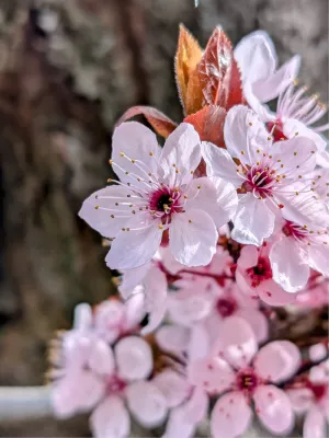 Bloeiende bloesem, de foto