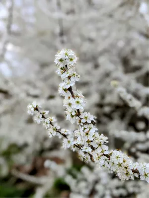 Tak vol bloesem, de foto