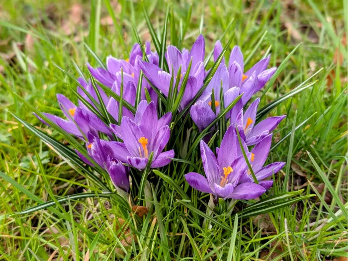Bosje paarse krokussen met oranje stampers tussen groen gras