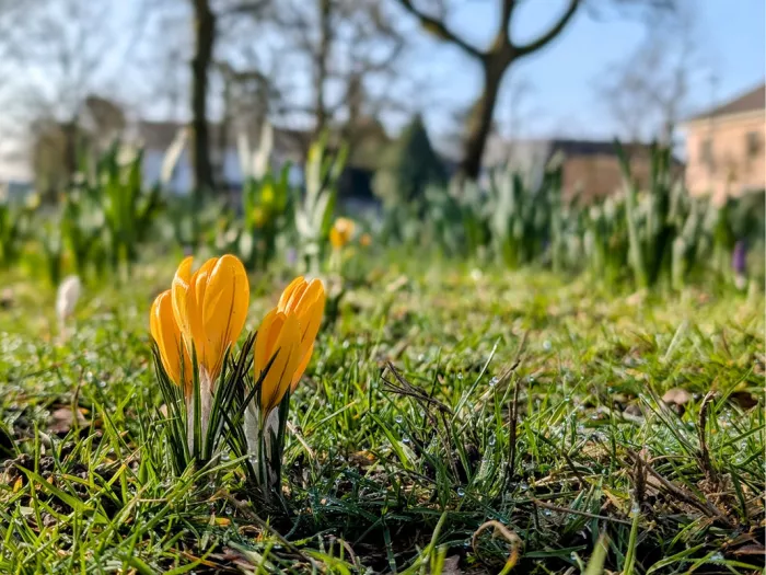 Gele krokussen in het gras met opkomende bloemen en kale bomen onscherp op de achtergrond