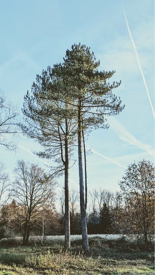 Twee hoge dennen tegen een lichtblauwe lucht met vliegtuigstrepen, in retro kleuren