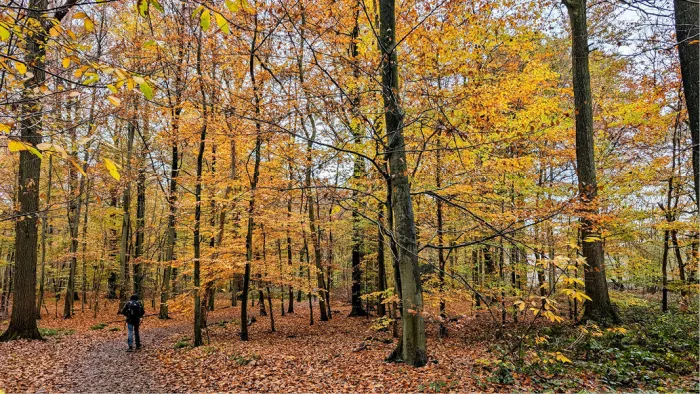 Wandelaar op een bospad tussen bomen met gele en oranje herfstbladeren